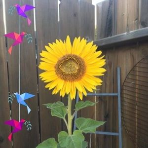 Meet your Posher, Cora